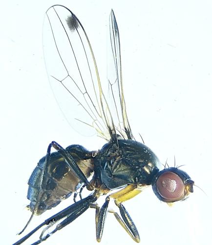 Sepsis sp.